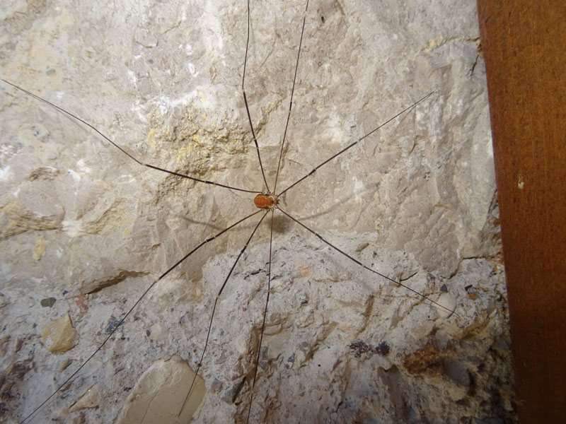 Leiobunum limbatum - Sclerosomatidae